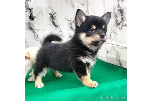 成約済の茨城県のミックス犬-265216の5枚目