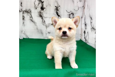 成約済の茨城県のミックス犬-265214の30枚目