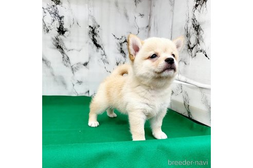 成約済の茨城県のミックス犬-265214の28枚目
