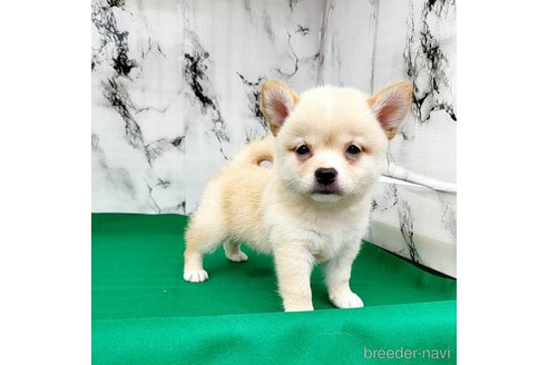 成約済の茨城県のミックス犬-265214の27枚目