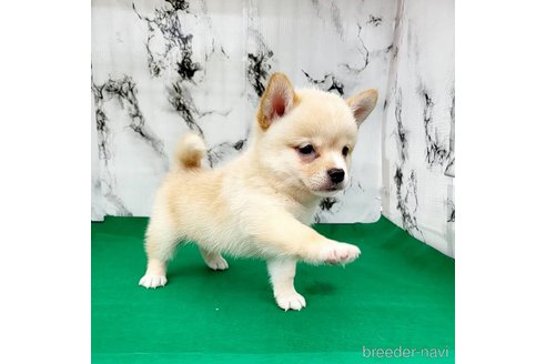 成約済の茨城県のミックス犬-265214の26枚目
