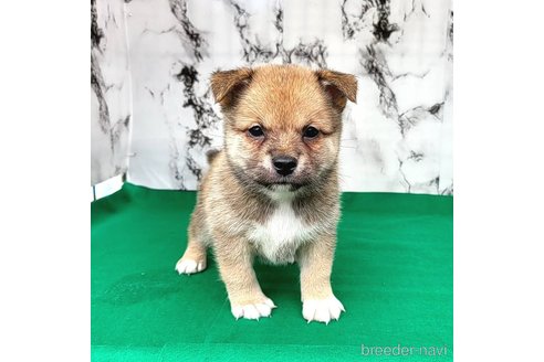 成約済の茨城県のミックス犬-265215の9枚目