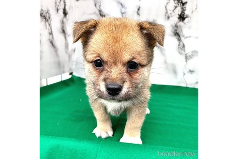 成約済の茨城県のミックス犬-265215の10枚目