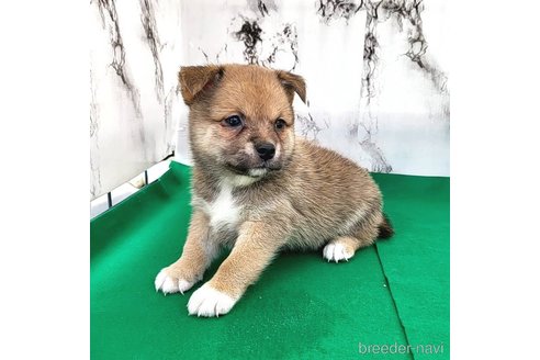 成約済の茨城県のミックス犬-265215の8枚目