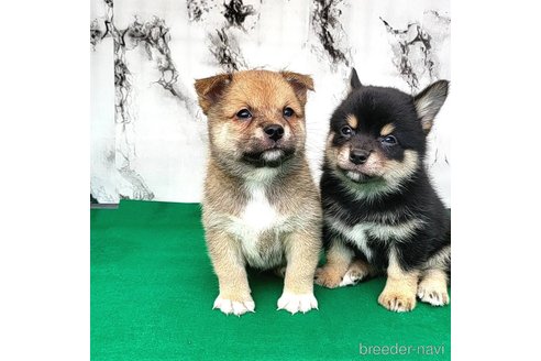 成約済の茨城県のミックス犬-265215の6枚目