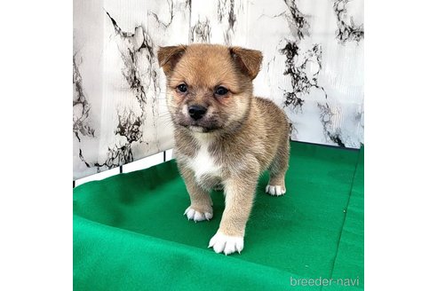 成約済の茨城県のミックス犬-265215の7枚目