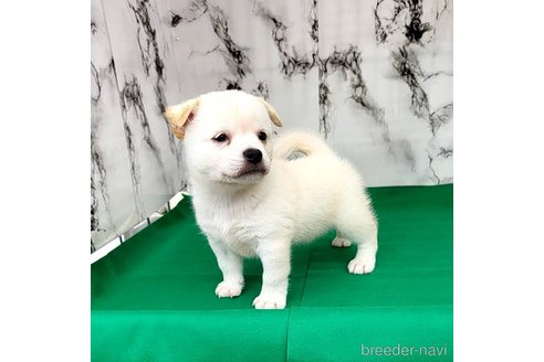 成約済の茨城県のミックス犬-265218の31枚目