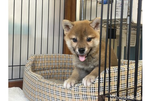 成約済の岡山県の柴犬-255950の5枚目