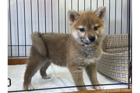 成約済の岡山県の柴犬-255950の3枚目