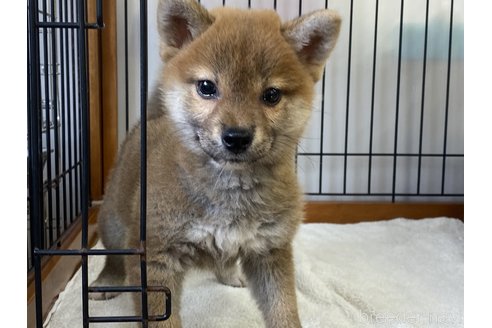 成約済の岡山県の柴犬-255950の2枚目