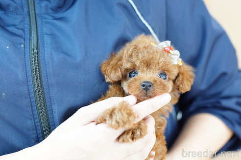 成約済の埼玉県のトイプードル-269006の4枚目