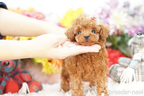 成約済の埼玉県のトイプードル-269006の3枚目