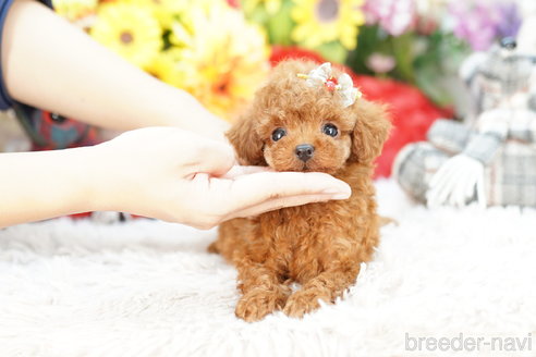 成約済の埼玉県のトイプードル-269006の2枚目