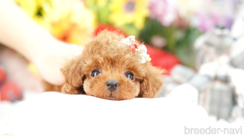 成約済の埼玉県のトイプードル-269006の1枚目