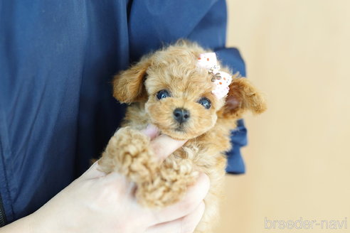 成約済の埼玉県のトイプードル-269010の4枚目