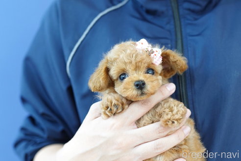 成約済の埼玉県のトイプードル-269010の3枚目
