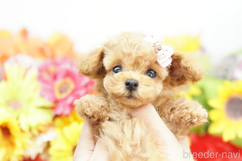 成約済の埼玉県のトイプードル-269010の2枚目