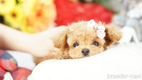 成約済の埼玉県のトイプードル-269010の1枚目