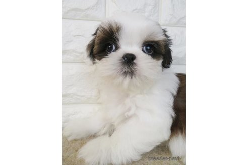 成約済の大阪府のシーズー-269024の2枚目