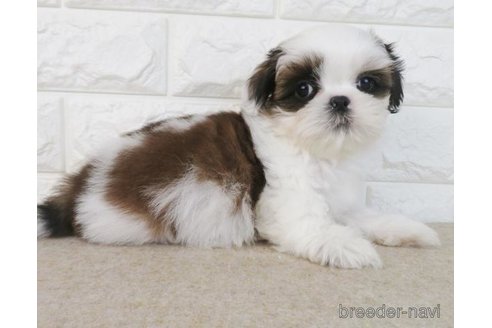 成約済の大阪府のシーズー-269024の3枚目