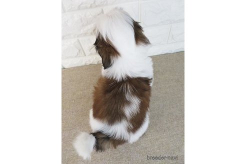 成約済の大阪府のシーズー-269024の4枚目