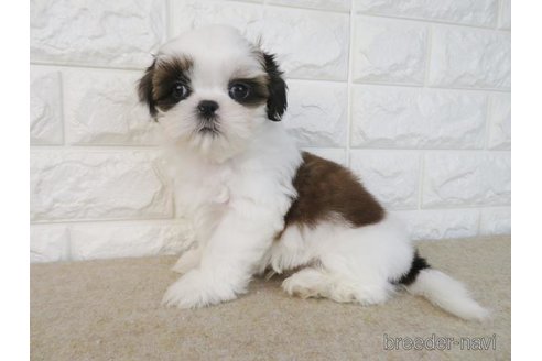 成約済の大阪府のシーズー-269024の1枚目