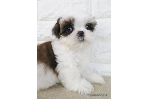 成約済の大阪府のシーズー-269024の5枚目