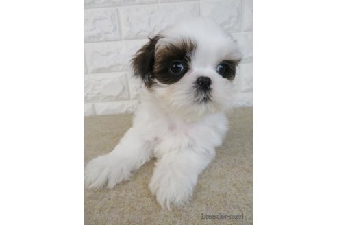 成約済の大阪府のシーズー-269024の6枚目