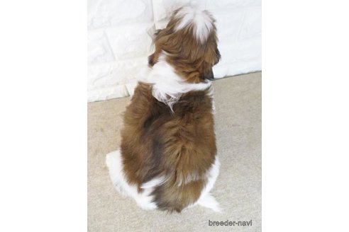 成約済の大阪府のシーズー-269028の4枚目