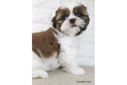 成約済の大阪府のシーズー-269028の5枚目