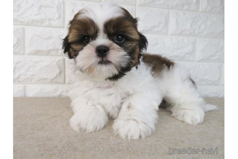 成約済の大阪府のシーズー-269028の1枚目