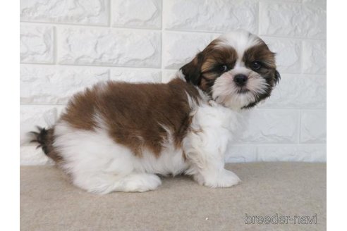 成約済の大阪府のシーズー-269028の2枚目