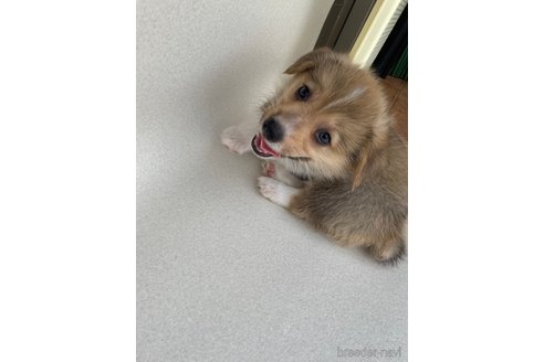成約済の沖縄県のミックス犬-269042の9枚目