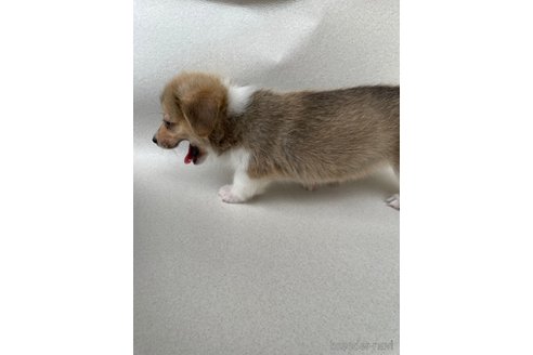 成約済の沖縄県のミックス犬-269042の11枚目