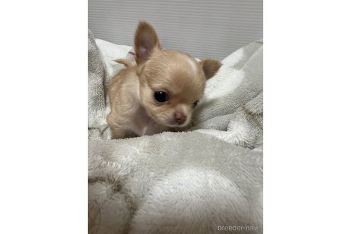 成約済の千葉県のチワワ(ロングコート)-265092の55枚目