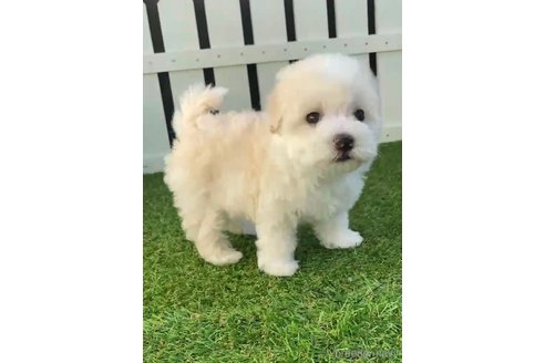 成約済の福岡県のマルプー:マルチーズ×トイプードル-265580の2枚目