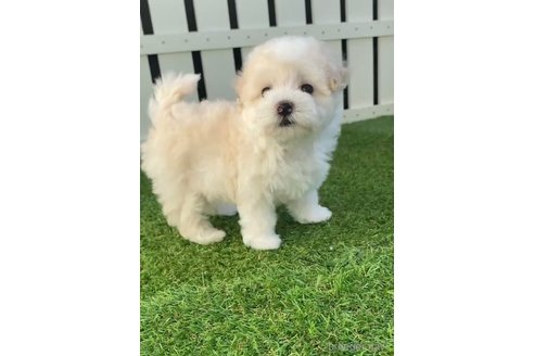 成約済の福岡県のマルプー:マルチーズ×トイプードル-265580の3枚目