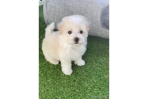 成約済の福岡県のマルプー:マルチーズ×トイプードル-265580の4枚目