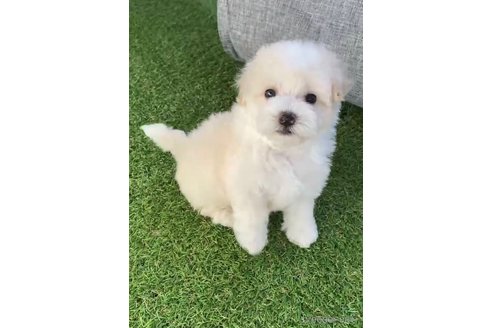 成約済の福岡県のマルプー:マルチーズ×トイプードル-265580の5枚目