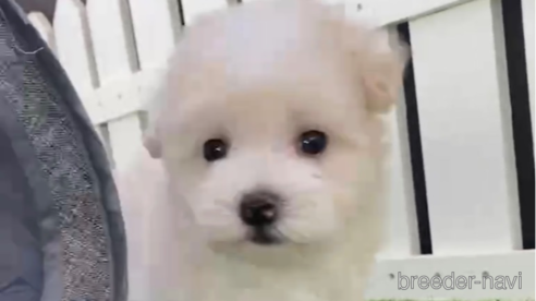 成約済の福岡県のマルプー:マルチーズ×トイプードル-265580の1枚目