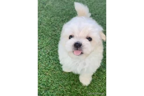 成約済の福岡県のマルプー:マルチーズ×トイプードル-265586の2枚目