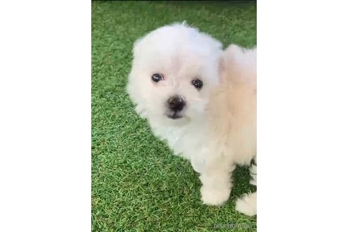 成約済の福岡県のマルプー:マルチーズ×トイプードル-265586の3枚目