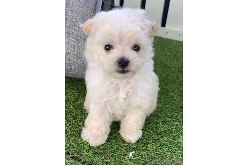 成約済の福岡県のマルプー:マルチーズ×トイプードル-265586の4枚目
