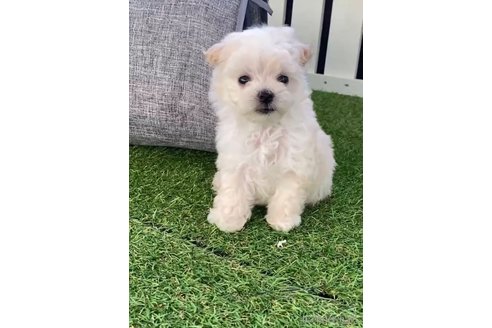 成約済の福岡県のマルプー:マルチーズ×トイプードル-265586の5枚目