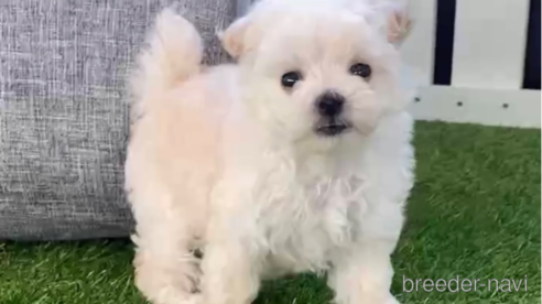 成約済の福岡県のマルプー:マルチーズ×トイプードル-265586