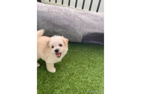 成約済の福岡県のマルプー:マルチーズ×トイプードル-265581の7枚目