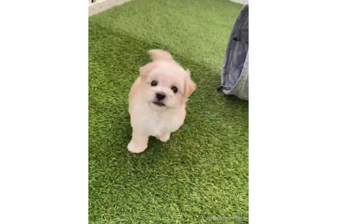 成約済の福岡県のマルプー:マルチーズ×トイプードル-265581の8枚目