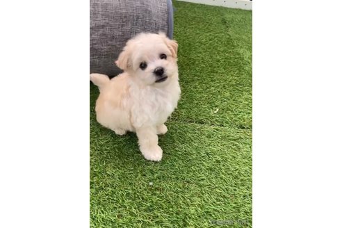 成約済の福岡県のマルプー:マルチーズ×トイプードル-265581の9枚目