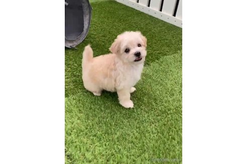 成約済の福岡県のマルプー:マルチーズ×トイプードル-265581の10枚目