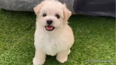 成約済の福岡県のマルプー:マルチーズ×トイプードル-265581の6枚目